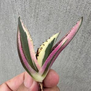 【GAR園藝】M-33 特選 アガベ 多肉植物 チタノタ スナグルトゥース優良血統 Agave Titanota 極上美株 激レア!の画像3