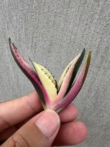 【GAR園藝】M-33 特選 アガベ 多肉植物 チタノタ スナグルトゥース優良血統 Agave Titanota 極上美株 激レア!