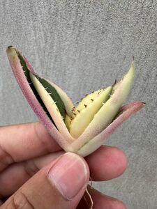 【GAR園藝】M-36 特選 アガベ 多肉植物 チタノタ スナグルトゥース優良血統 Agave Titanota 極上美株 激レア!