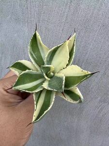 【GAR園藝】M-65 特選 アガベ 多肉植物 ポタトルム　スーパークラウン　吉祥冠 陰陽錦 Agave potatorum 'Super Crown' 極上株 激レア！