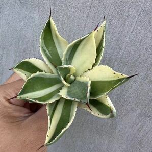 【GAR園藝】M-65 特選 アガベ 多肉植物 ポタトルム スーパークラウン 吉祥冠 陰陽錦 Agave potatorum 'Super Crown' 極上株 激レア！の画像1