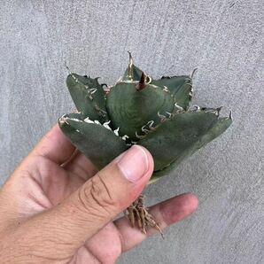 【GAR園藝】M-66 特選 アガベ 多肉植物 チタノタ 柊月 agave titanota holly moon 極上株の画像3