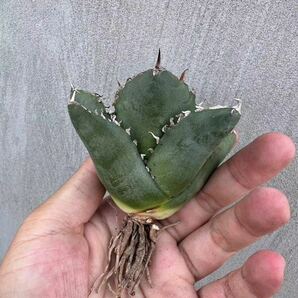 【GAR園藝】M-66 特選 アガベ 多肉植物 チタノタ 柊月 agave titanota holly moon 極上株の画像4