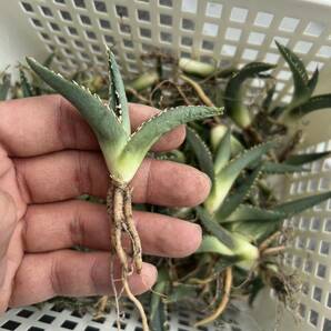 【GAR園藝】M-95 特選 アガベ 多肉植物 チタノタ帝君 agave emperor 狂刺 背棘 激レア高級品種 強棘株 75株の画像3