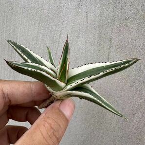 【GAR園藝】A-28 特選 アガベ 多肉植物 氷山 Agave victoriae-reginae 'Hyouzan'極上美株 激レア！の画像1