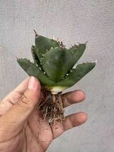 【GAR園藝】B-12 特選 アガベ 多肉植物 チタノタ 柊月 agave titanota holly moon 極上株_画像4