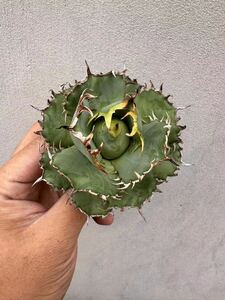 [GAR..]B-16 special selection agave succulent plant chitanota. finger . dragon a little over .fili Gree finest quality stock ultra rare!