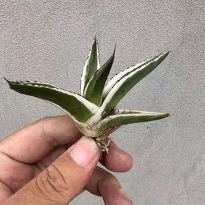 【GAR園藝】B-22 特選 アガベ 多肉植物 氷山 Agave victoriae-reginae 'Hyouzan'極上美株 激レア！の画像3