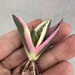 【GAR園藝】B-43特選 アガベ 多肉植物 チタノタ スナグルトゥース優良血統 Agave Titanota 極上美株 激レア!の画像4