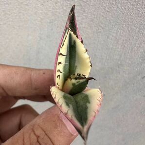 【GAR園藝】B-43特選 アガベ 多肉植物 チタノタ スナグルトゥース優良血統 Agave Titanota 極上美株 激レア!の画像2