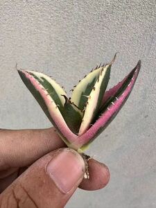 [GAR..]B-43 special selection agave succulent plant chitanotasnagru toe s excellent ..Agave Titanota finest quality beautiful stock ultra rare!