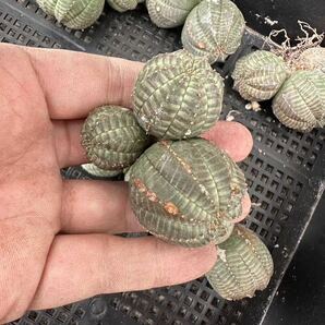 【GAR園藝】B-58 特選 塊根植物 Euphorbia obesa ユーフォルビア オベサ 群生株 10株の画像3