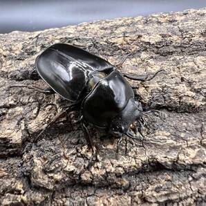 セリコルニスノコギリクワガタ 新成虫ペア ♂50.2ミリ ♀30.1ミリの画像3