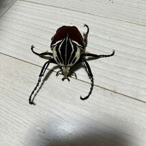 ゴライアス・ゴリアテス　Goliathus goliatus 使用済ペア　_画像2