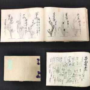 Y008 華道 肉筆 写本◆遠山古流 花形◆遠山流 伝書 絵入絵本 草花 生花 挿花 花道 江戸時代物 浮世絵 UKIYOE 骨董 古美術 古文書 和本 古書