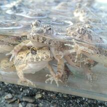 【S・30匹+α】餌 餌用カエル 活餌 約2～2.5cm ヌマガエル エサ用 蛙 採取 ケロリウム 爬虫類 蛇の餌 ヘビの餌 へびの餌 シシバナ シマヘビ_画像7