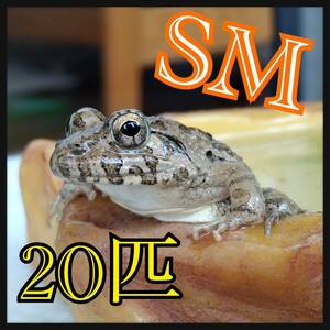 【SM・20匹+α】餌 餌用カエル 活餌 約2.5～3cm ヌマガエル エサ用 蛙 採取 ケロリウム 爬虫類 蛇の餌 ヘビの餌 へびの餌