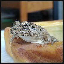 Sサイズ／2匹　ヌマガエル 餌用カエル エサ用 蛙 爬虫類の餌 肉食熱帯魚の餌 かわいい（約2～3cm）_画像3