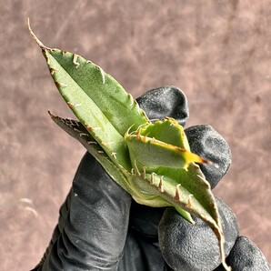 【Lj_plants】H12 厳選 アガベ チタノタ 白豪刺 狂刺 強白棘 大甲蓋 胴切 極上子株の画像8