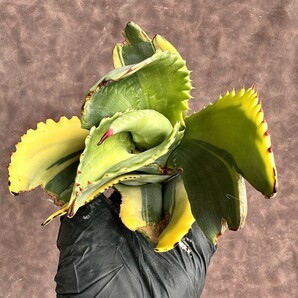 【Lj_plants】H26 アガベ サルミアナ リップルエフェクト 鮮明錦 極上錦 覆輪錦 超大頂芽1株の画像4