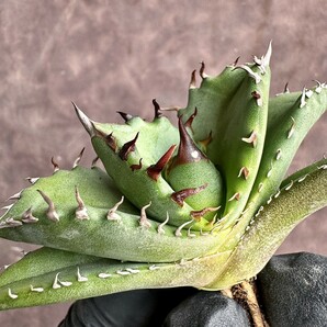 【Lj_plants】H27 アガベ チタノタ キューピッド/翼竜/agave titanota Cupid 強棘 極上美株の画像5