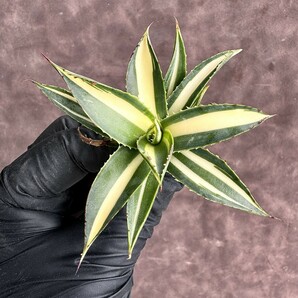 【Lj_plants】H29 多肉植物アガベ スノーグロー錦 黄中斑 優良な血統 極上子株の画像3