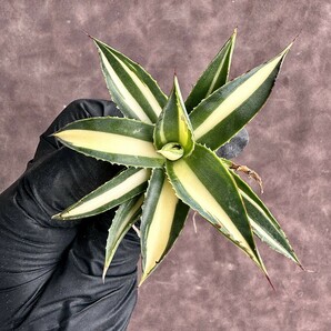 【Lj_plants】H29 多肉植物アガベ スノーグロー錦 黄中斑 優良な血統 極上子株の画像7