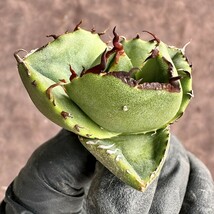 【Lj_plants】H36 アガベ 多肉植物 ジャガーノート 純血 'Juggernaut' pure blood 優良な血統 短葉で肉厚 極上美株_画像7