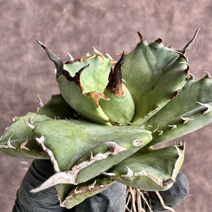 【Lj_plants】H52 アガベ チタノタ オテロイ agave titanota oteroi 梟 owl オウル 猫耳鷹/海豹 極上美株 大株の画像5