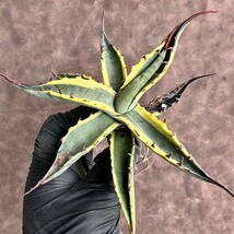 【Lj_plants】H58 アガベ スカブラ ショート 覆輪 agave scabs 極上美株_画像7