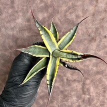 【Lj_plants】H58 アガベ スカブラ ショート 覆輪 agave scabs 極上美株_画像4