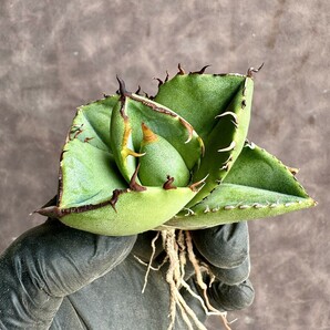 【Lj_plants】H56 アガベ 多肉植物 ジャガーノート 純血 'Juggernaut' pure blood 優良な血統 短葉で肉厚 極上美株の画像1