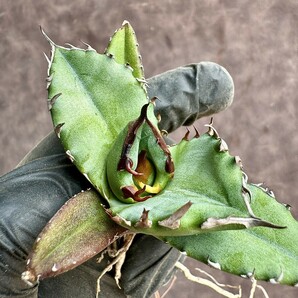 【Lj_plants】H58 アガベ チタノタ キューピッド/翼竜/agave titanota Cupid 強棘 極上美株の画像3