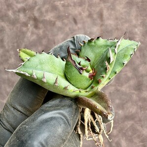 【Lj_plants】H58 アガベ チタノタ キューピッド/翼竜/agave titanota Cupid 強棘 極上美株の画像2