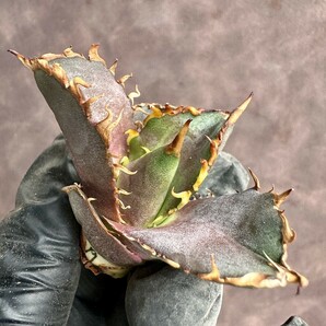 【Lj_plants】H119 アガベ チタノタ 金剛 Sクラスは希少株 agave kingkong 胴切 子株の画像8