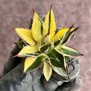 【Lj_plants】 H123 厳選 多肉植物 アガベ 王妃乱れ雪錦 鮮明錦 極上錦 特殊錦 陰陽錦 極上子株の画像7