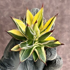 【Lj_plants】 H123 厳選 多肉植物 アガベ 王妃乱れ雪錦 鮮明錦 極上錦 特殊錦 陰陽錦 極上子株の画像10