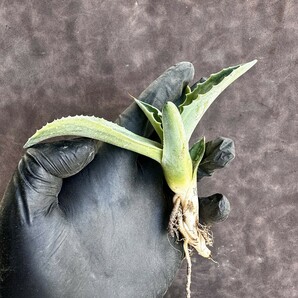 【Lj_plants】 H135 多肉植物 アガベ オバティフォリア オルカ 極上斑です 覆輪錦 厳選極美極上子株の画像10