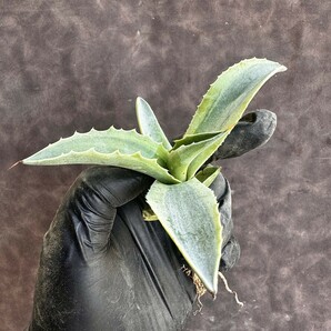 【Lj_plants】 H135 多肉植物 アガベ オバティフォリア オルカ 極上斑です 覆輪錦 厳選極美極上子株の画像6