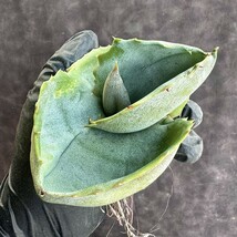 【Lj_plants】H143 多肉植物 アガベ マルモラ-タ パピリオ プラタノイデス 綺麗株_画像7