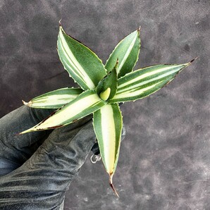 【Lj_plants】H145 多肉植物アガベ スノーグロー錦 黄中斑 優良な血統 極上子株の画像5
