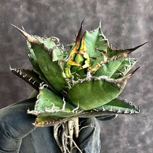 【Lj_plants】H152 アガベ チタノタ シーザー super caesar 厳選 極上美株の画像8