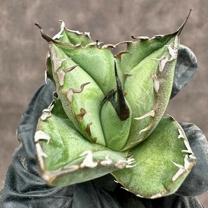 【Lj_plants】H17 アガベ 多肉植物 チタノタ Torch 聖火 強棘 極上子株の画像4