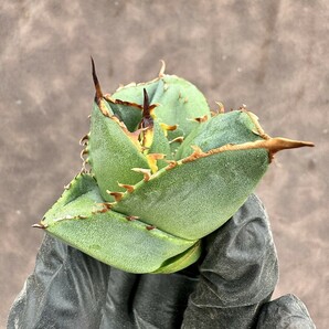【Lj_plants】 H23 アガベ チタノタ 柊月 短葉で肉厚 葉内刺し 極美 極上株の画像8