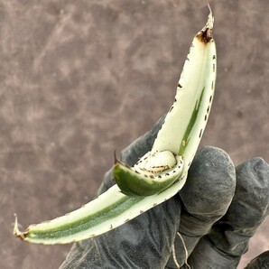 【Lj_plants】H47 多肉植物 アガベ 氷山 変異錦 糊斑 覆輪錦 極上子株 発根済み の画像2