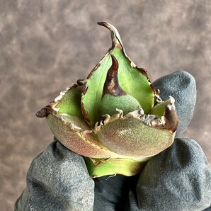 【Lj_plants】H07 アガベ チタノタ 大鋼牙 白排棘 胴切天芽 綺麗株の画像6