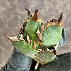 【Lj_plants】 H10 アガベ チタノタ レッドキャットウィーズル 赤猫 ボールタイプ 背刺 極上強刺子株の画像5