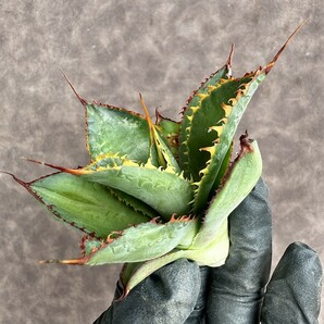 【Lj_plants】 H22 Agave Bovicornuta Reggae Time 胴切 美株 の画像10