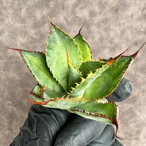 【Lj_plants】 H22 Agave Bovicornuta Reggae Time 胴切 美株 の画像5