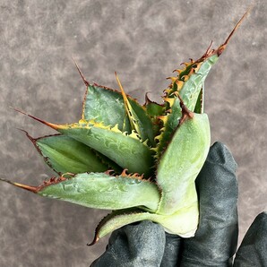 【Lj_plants】 H22 Agave Bovicornuta Reggae Time 胴切 美株 の画像1